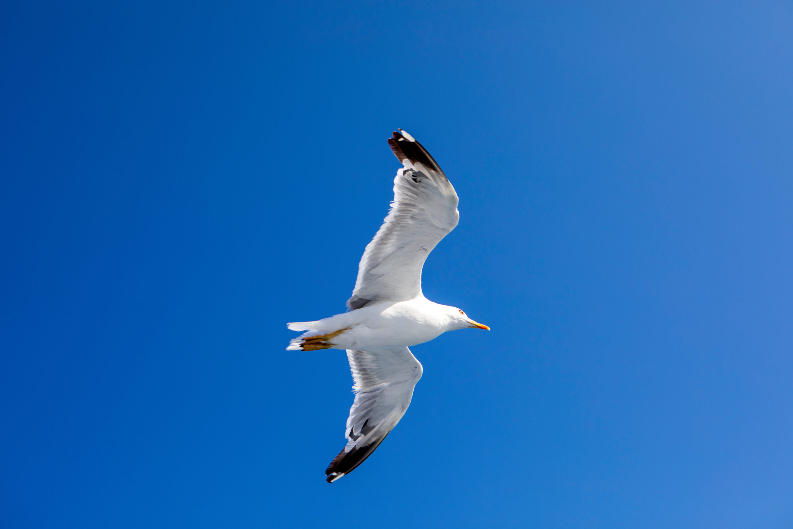 SNSで話題の二択！「誠実な男性」と「余裕のある男性」